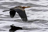 Anhinga d'Afrique