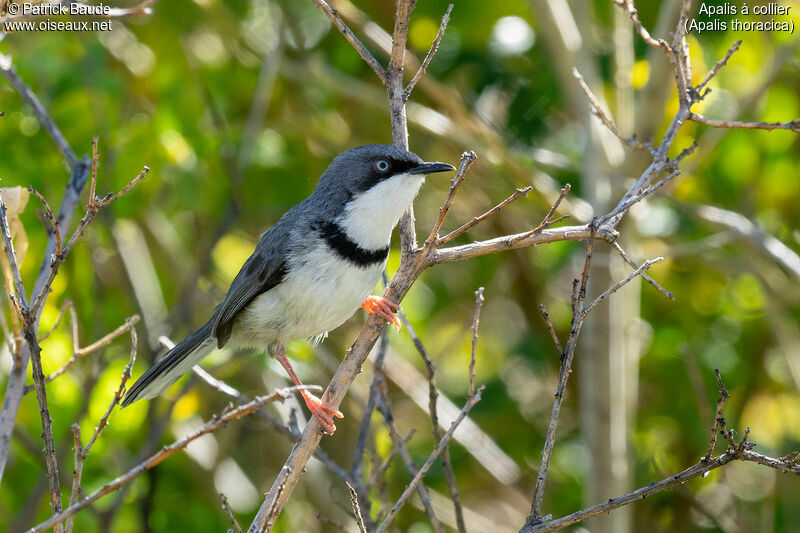 Apalis à collieradulte