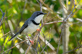 Apalis à collier