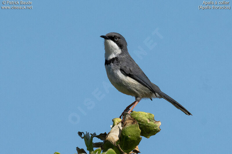 Apalis à collier