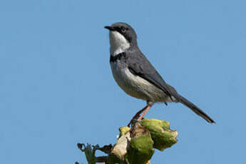 Apalis à collier