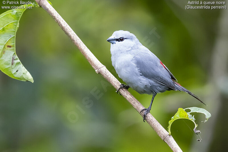 Grey Waxbill