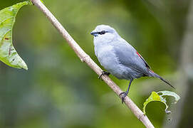 Grey Waxbill