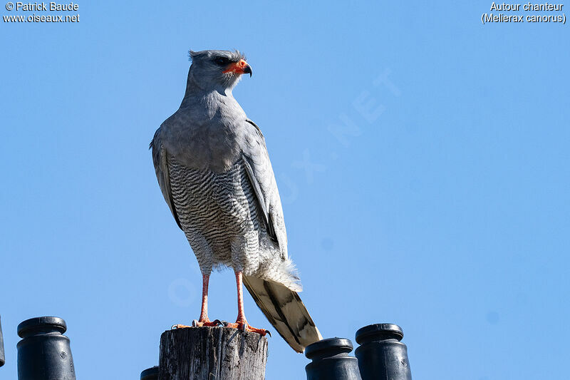 Autour chanteuradulte