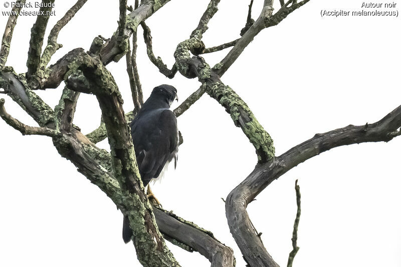 Black Sparrowhawkadult