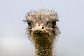 Common Ostrich