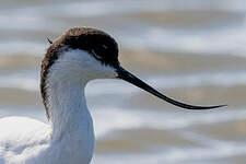 Avocette élégante