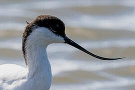 Pied Avocet