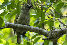 Green Barbet