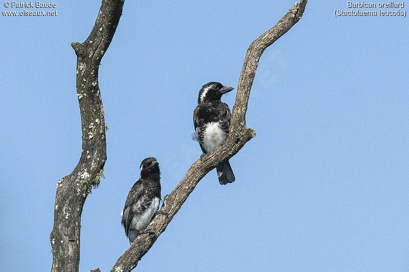 White-eared Barbetadult