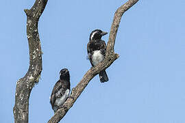 White-eared Barbet