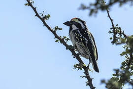 Acacia Pied Barbet