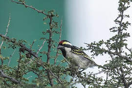 Acacia Pied Barbet