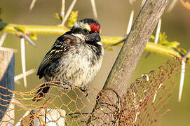 Acacia Pied Barbet