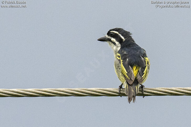 Yellow-rumped Tinkerbirdadult