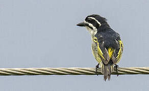 Yellow-rumped Tinkerbird