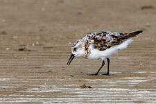 Bécasseau sanderling