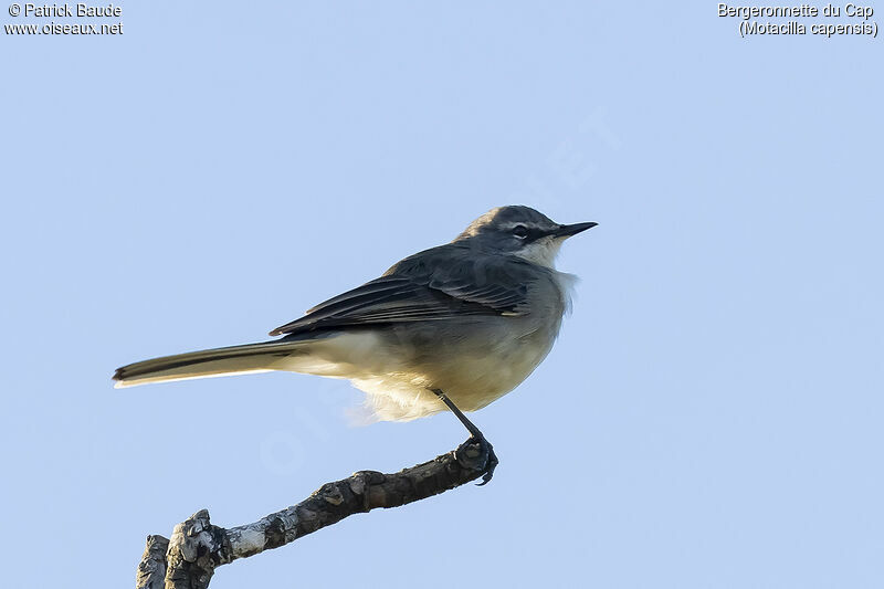 Cape Wagtailadult