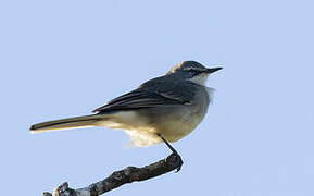 Cape Wagtail