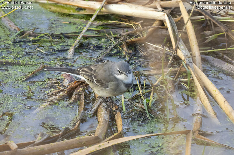 Cape Wagtailadult