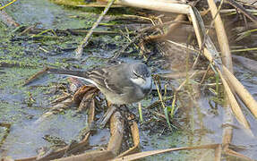 Cape Wagtail