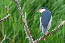 Black-crowned Night Heron