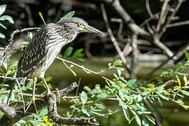 Black-crowned Night Heron