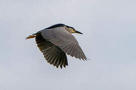 Black-crowned Night Heron