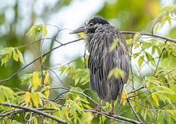 Yellow-crowned Night Heron