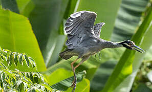 Yellow-crowned Night Heron