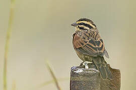 Cape Bunting