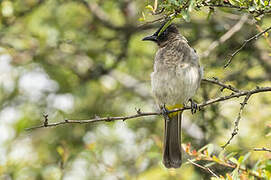 Common Bulbul