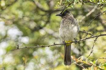 Bulbul des jardins