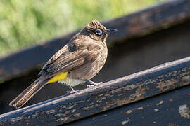 Cape Bulbul