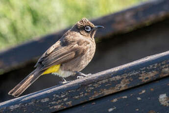 Bulbul du Cap