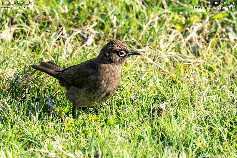 Bulbul du Capadulte