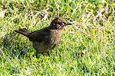 Bulbul du Cap