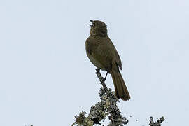 Sombre Greenbul