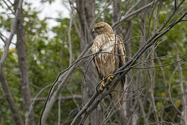 Long-legged Buzzard