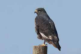 Jackal Buzzard