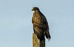 Buse variable