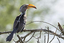 Southern Yellow-billed Hornbill