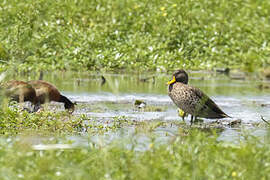 Yellow-billed Duck