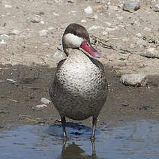 Canard à bec rouge