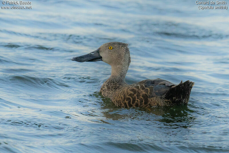 Canard de Smith femelle adulte