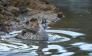 Cape Teal