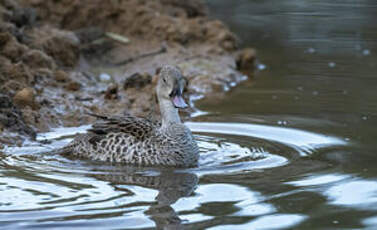 Canard du Cap