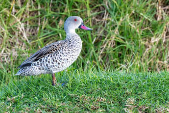 Canard du Cap