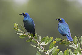 Greater Blue-eared Starling