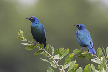 Choucador à oreillons bleus